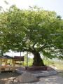 무등2리 느티나무 썸네일 이미지