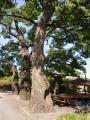 상송리 느티나무 썸네일 이미지