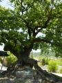 월림리 회화나무 썸네일 이미지