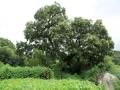 낙산리 회화나무 썸네일 이미지