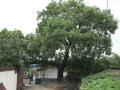 오상리 회화나무 썸네일 이미지