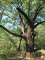 송산리 느티나무 썸네일 이미지