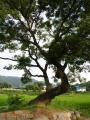 대망리 회화나무2 썸네일 이미지