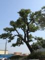 동부리 회화나무2 썸네일 이미지